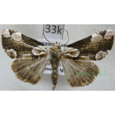 Thyatira batis (Linnaeus, 1758) Plamówka malinówka Czech33k